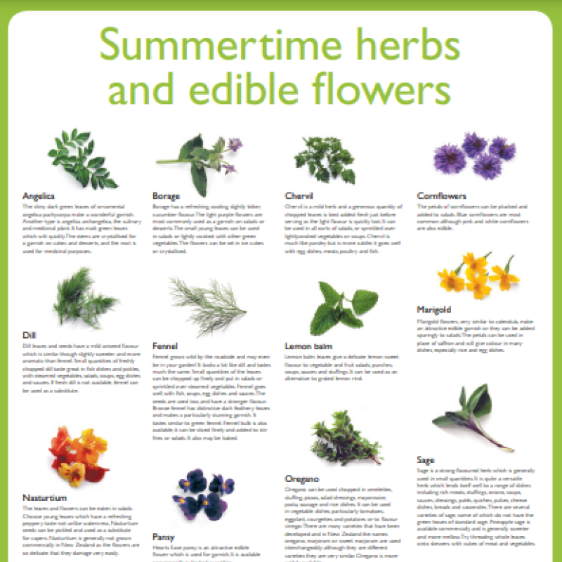 Summer Herbs Poster