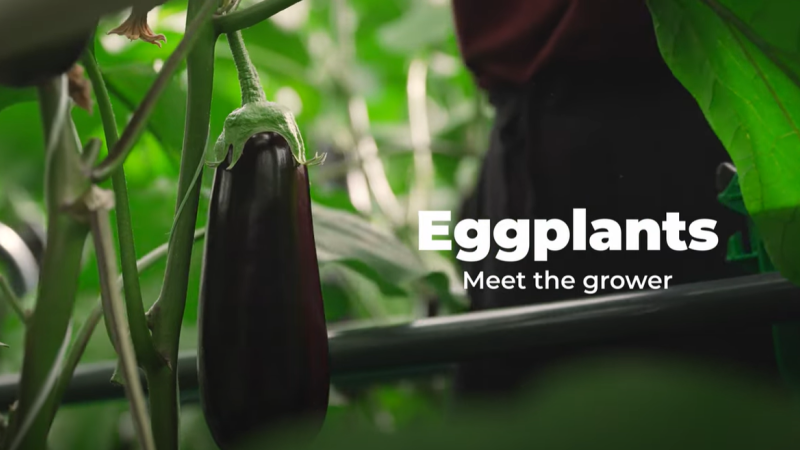 Eggplants grower