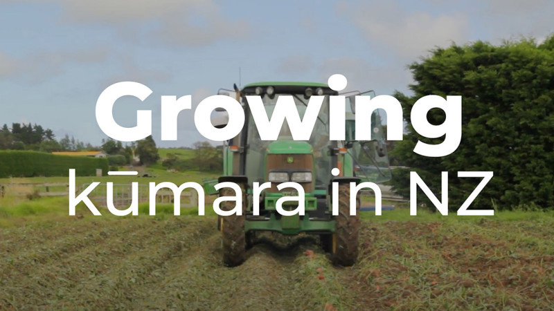 Growing kumara in NZ 