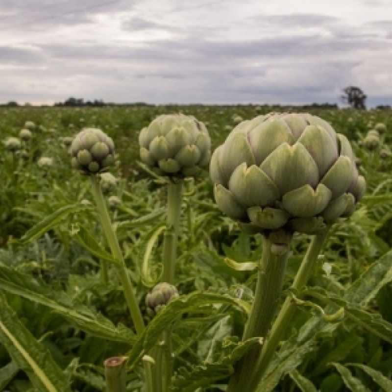 Artichoke globe in field