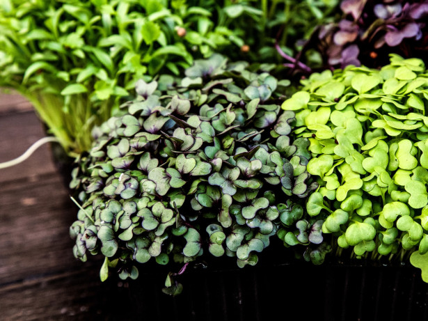 microgreens